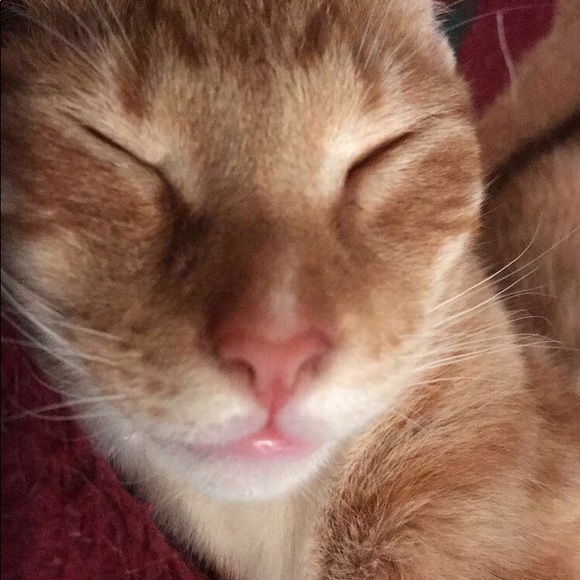 Meet your Posher, Rissy - Picture 1 of 1